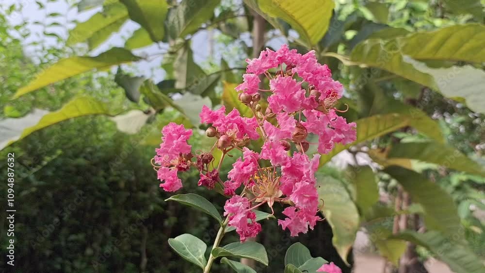 Beautiful Lagerstroemia Flowers Swaying Gently in the Wind on a Rainy Afternoon, Showcasing Raindrops and HD Quality Natural Landscape for Relaxation and Nature Projects Beautiful Lagerstroemia Flowers Swaying Gently in the Wind on a Rainy Afternoon, Showcasing Raindrops and HD Quality Natural Landscape for Relaxation and Nature Projects