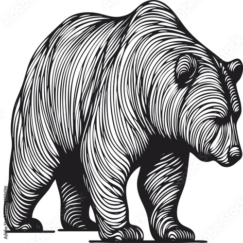 Black and white illustration of walking bear drawn in woodcut artistic style with flowing curved lines shows powerful wild animal in motion