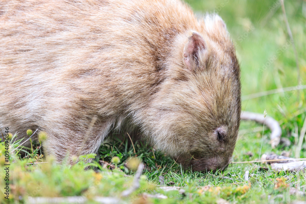 Close-Up of Wombat Grazing in Grassland, Wilsons Prom, Australia Close-Up of Wombat Grazing in Grassland, Wilsons Prom, Australia