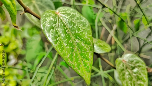 Wallpaper Mural Green betel leaves in the garden Torontodigital.ca