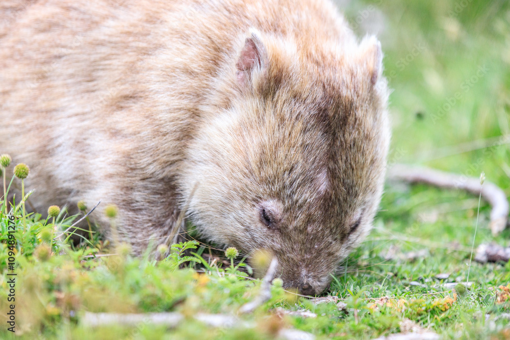 Close-Up of Wombat Grazing in Grassland, Wilsons Prom, Australia Close-Up of Wombat Grazing in Grassland, Wilsons Prom, Australia