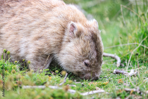 Close-Up of Wombat Grazing in Grassland, Wilsons Prom, Australia