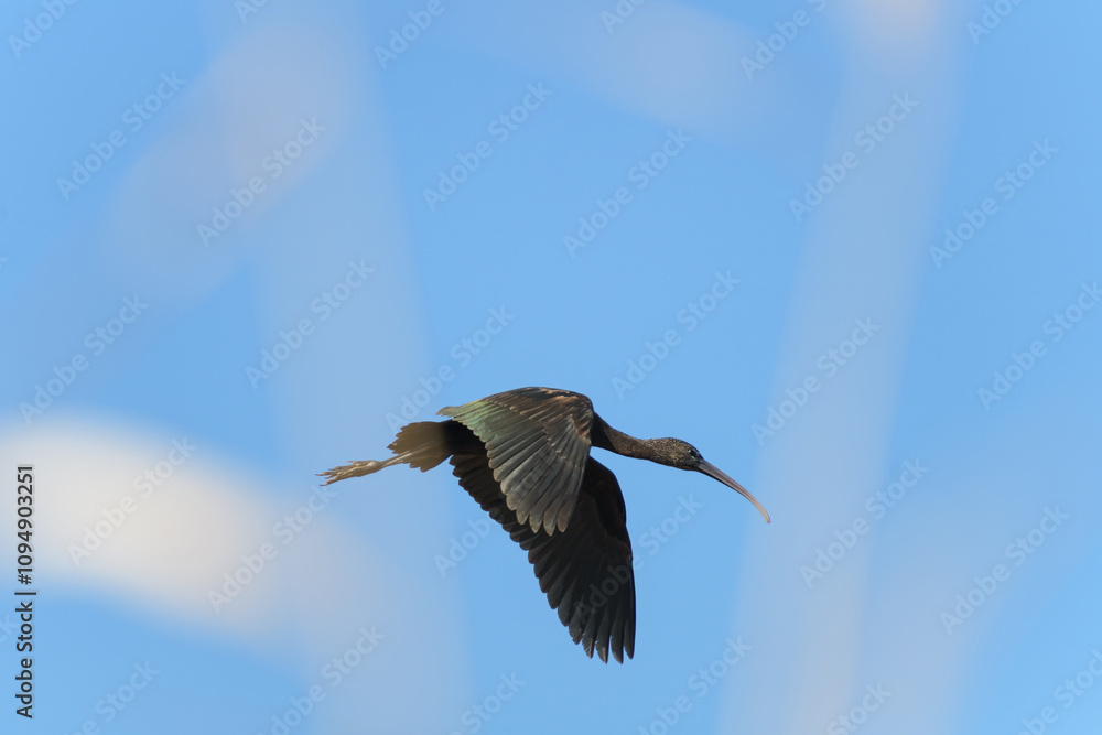 Obraz premium MORITO COMÚN (Plegadis Falcinellus) EN PLENO VUELO
