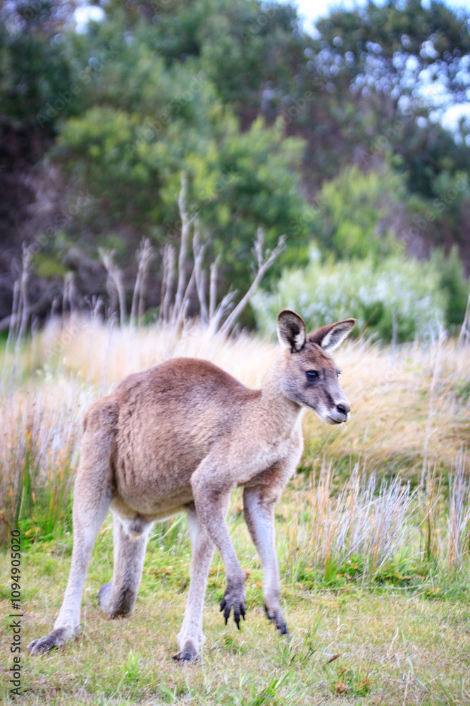 Eastern Grey Kangaroo Strolling Through a Lush Field Eastern Grey Kangaroo Strolling Through a Lush Field