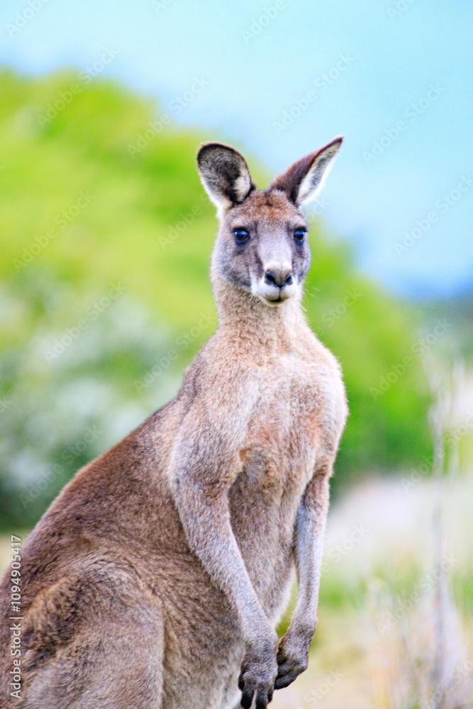 Portrait of a Standing Kangaroo in Nature, Prom Wildlife Walk, Wilsons Prom, Australia Portrait of a Standing Kangaroo in Nature, Prom Wildlife Walk, Wilsons Prom, Australia
