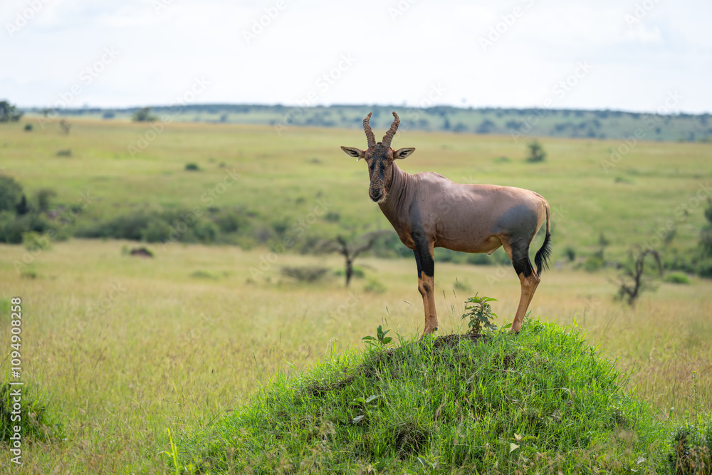 Male topi stands watching camera from mound Male topi stands watching camera from mound
