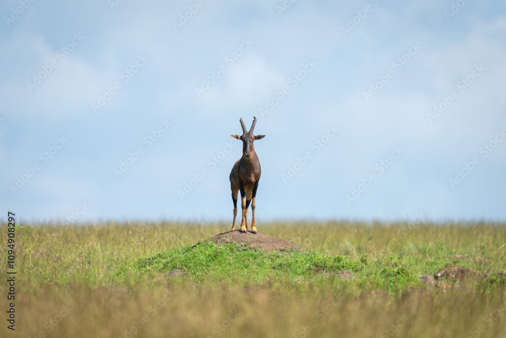 Male topi stands staring on termite mound Male topi stands staring on termite mound