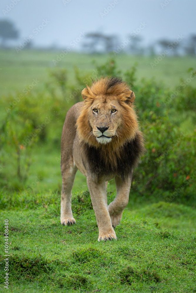 Male lion walks between bushes on savannah Male lion walks between bushes on savannah