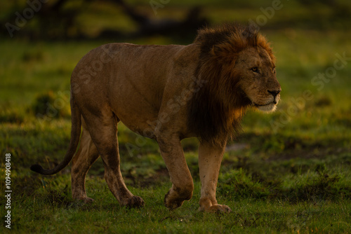 Male lion walking across short wet grass photo