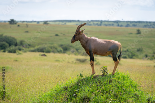 Male topi stood in profile on mound