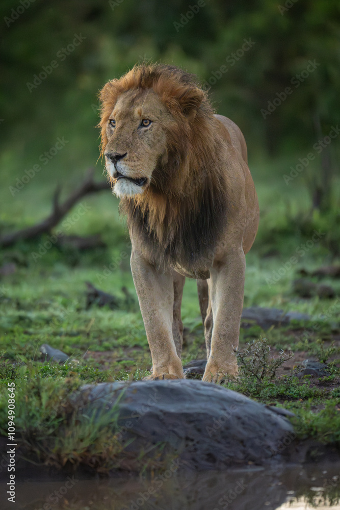 Obraz premium Male lion stands at edge of waterhole