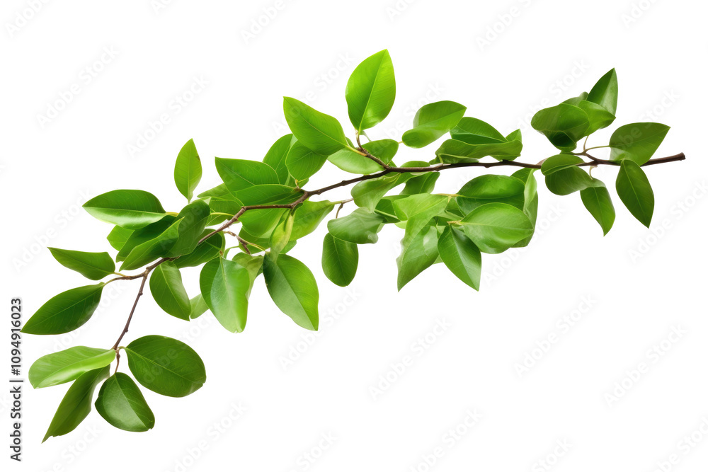 Green leaves tree branch on transparent background Green leaves tree branch on transparent background