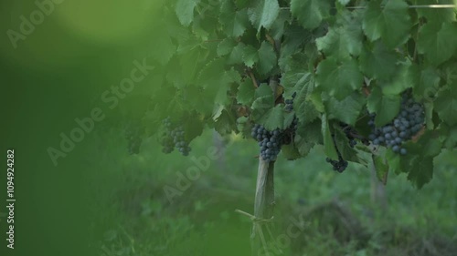  Racimos de uvas tintas rodeado de hojas verdes	