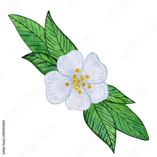 Tea flowers with white blooms and vibrant green leaves watercolor illustration. Composition of buds, foliage, and greenery. Spring and summer botanical drawing, isolated on a white