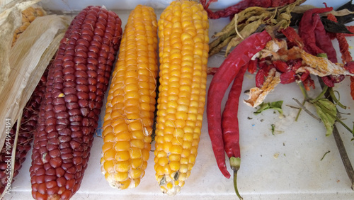 Organic heirloom seed red and yellow corn cob dried for planting