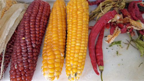 Organic heirloom seed red and yellow corn cob dried for planting