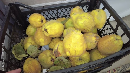 A crate full of organic village quince, new crop organic quince fruit