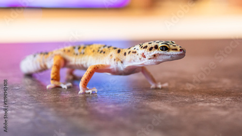 leopard gecko with vibrant yellow and orange skin moves across a rough surface