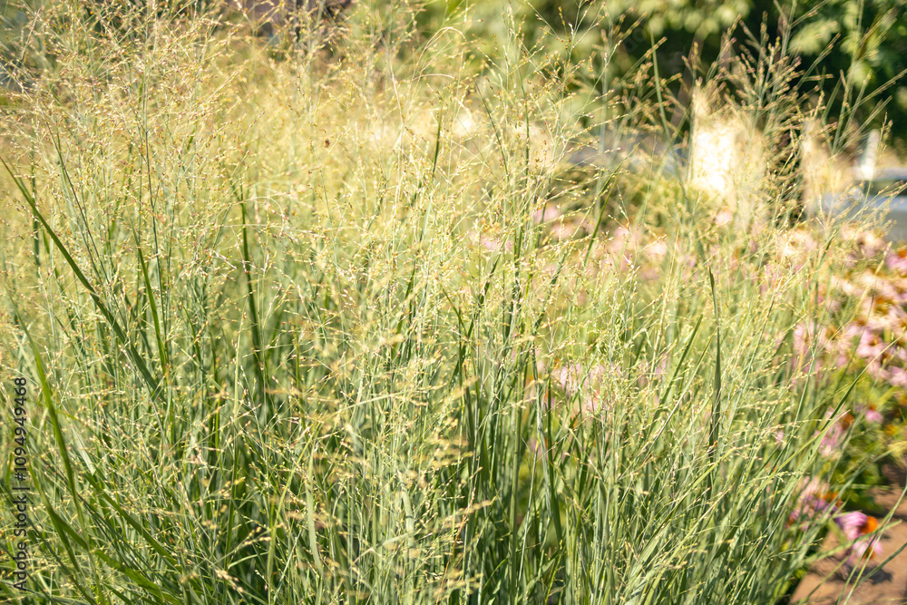 Tall green grass close up. Green grass background. High quality photo Tall green grass close up. Green grass background. High quality photo