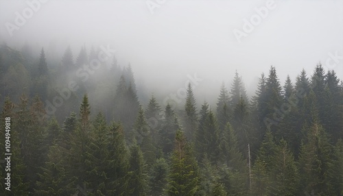 Misty landscape with fir forest