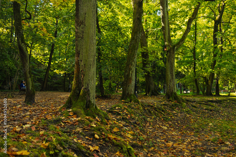 Camera looks up and moves slowly under trees. Tree branches and leaves against blue sky. High quality FullHD footage Camera looks up and moves slowly under trees. Tree branches and leaves against blue sky. High quality FullHD footage