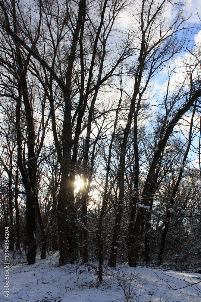 snow covered trees in the winter snow covered trees in the winter