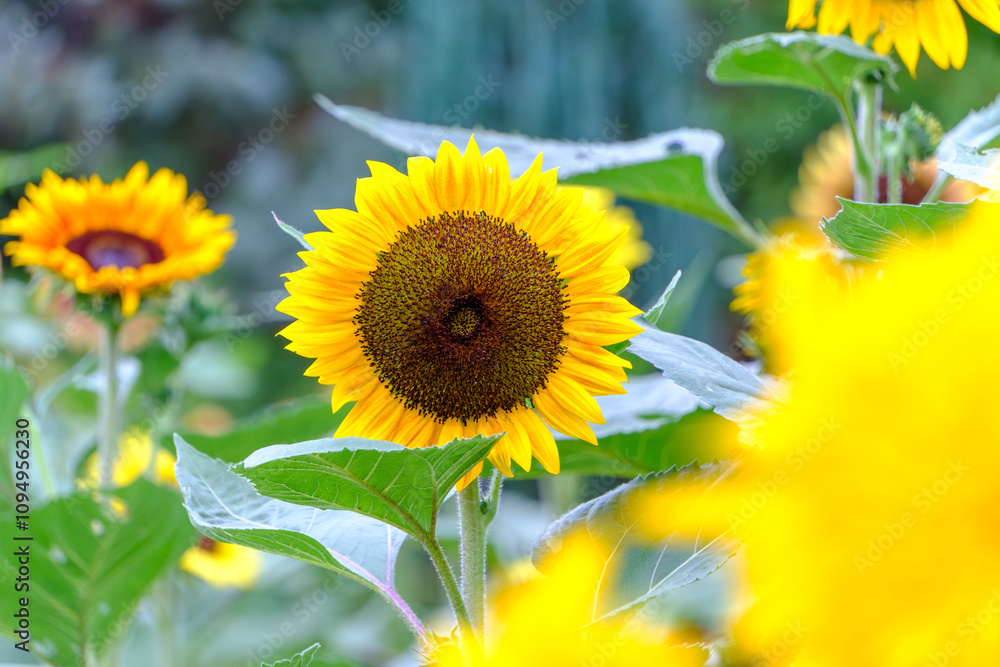 Fototapeta premium 輝く向日葵のアップ