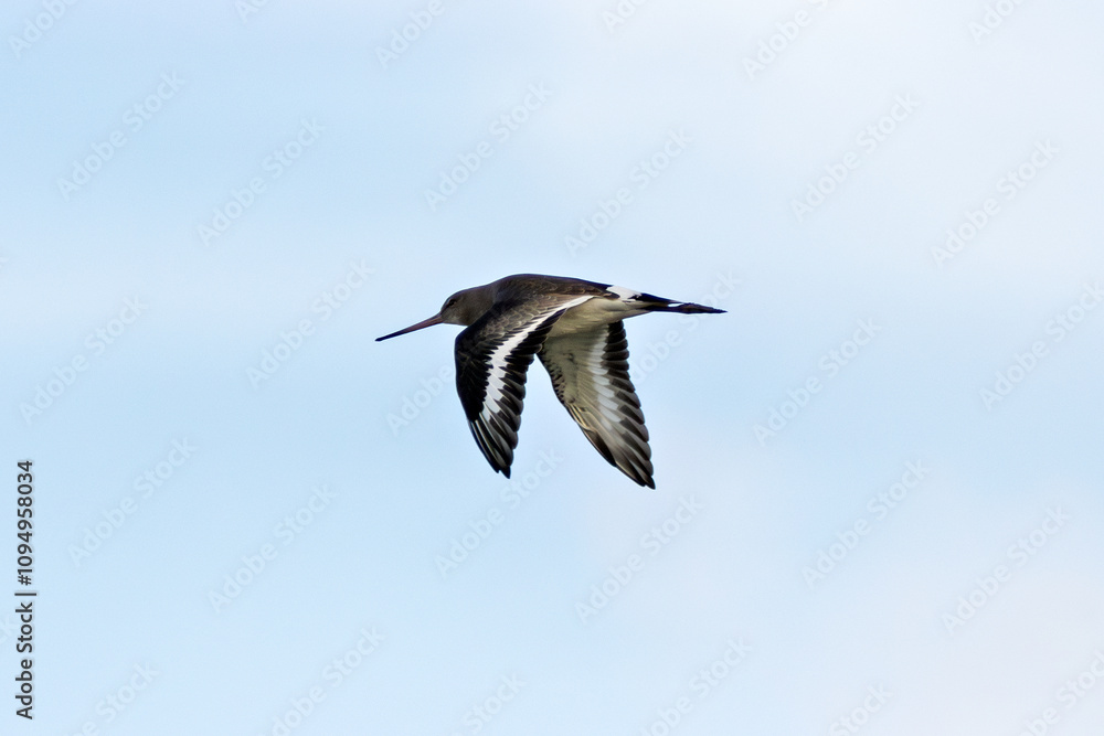 Black-tailed Godwit (Limosa limosa) – Commonly found in wetlands and estuaries, Bull Island, Dublin Black-tailed Godwit (Limosa limosa) – Commonly found in wetlands and estuaries, Bull Island, Dublin