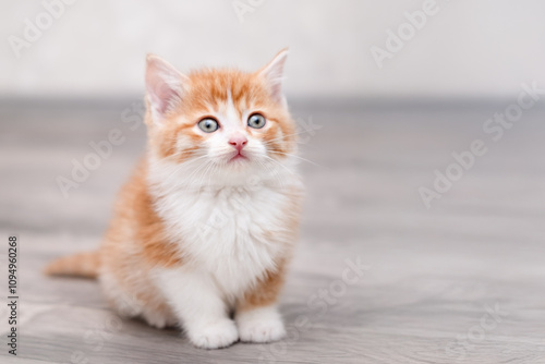 Cute red kitten on a light background