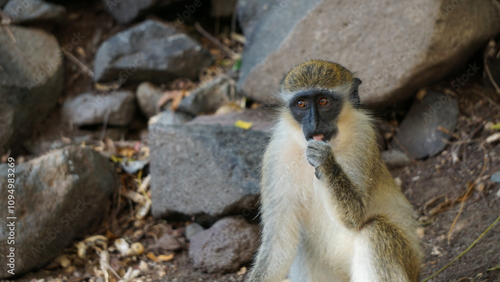 Obraz premium African green monkey sitting and eating peanut in front of rocks