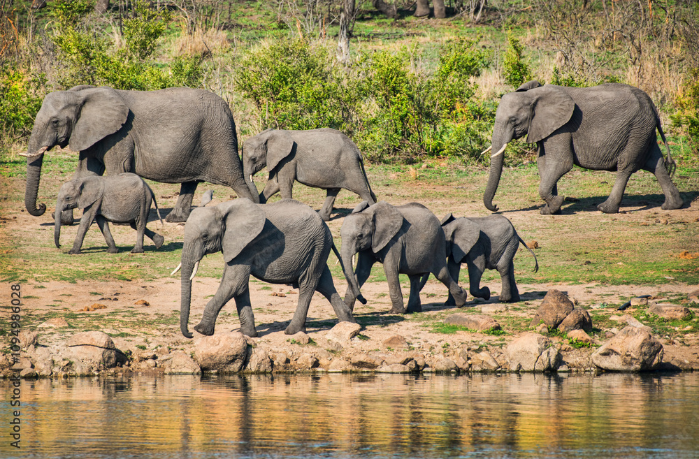 Fototapeta premium African Elephant Herd