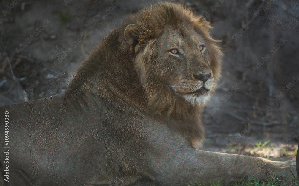 Fototapeta premium Male African Lion