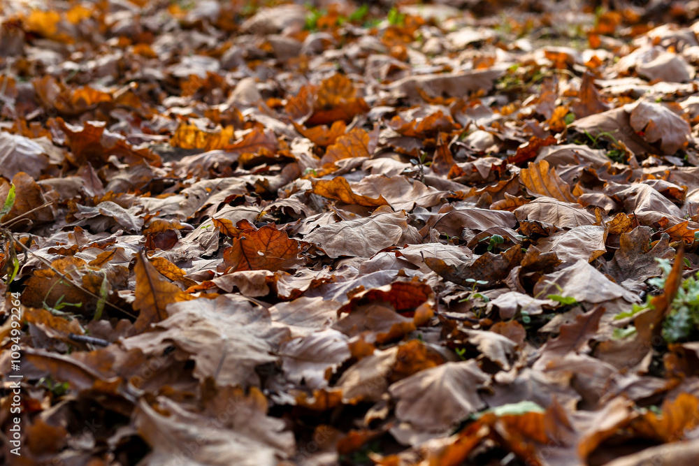Macro photo of autumn oak leaves on the ground Macro photo of autumn oak leaves on the ground