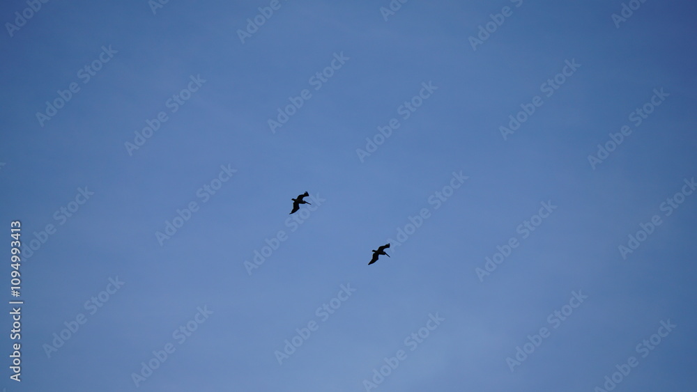 Two pelicans flying against an early dawn sky Two pelicans flying against an early dawn sky