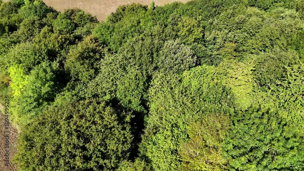 Drone view over a dense canopy of forest trees bordering farm fields on a sunny day in Norfolk Drone view over a dense canopy of forest trees bordering farm fields on a sunny day in Norfolk