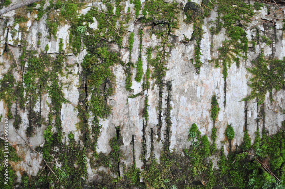 Fototapeta premium moss background