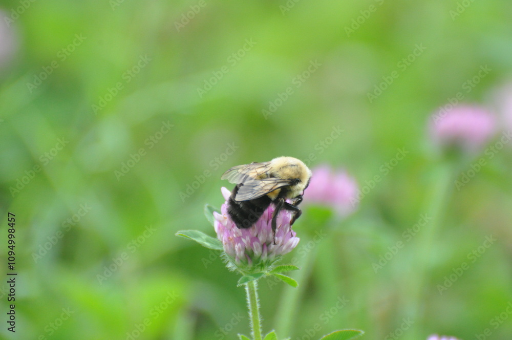 bee and flower bee and flower