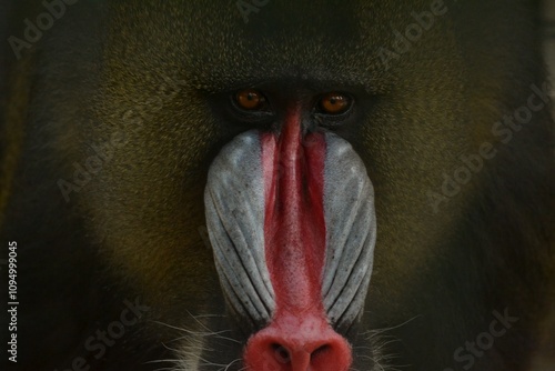 Tapety artystyczne Mandrill 