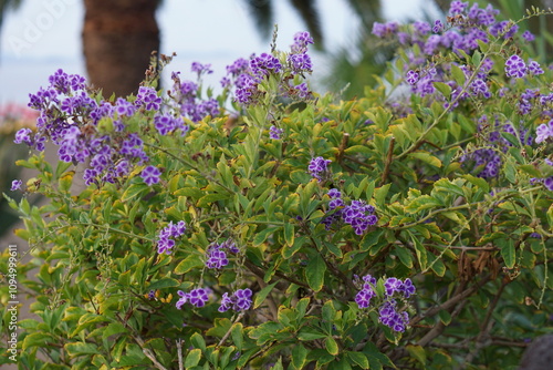 purple flower, golden dewdrops, duranta erecta, tropical flower, lanzarote, puerto del carmen, november 2024, sonya6000, flower garden, beautiful garden photo