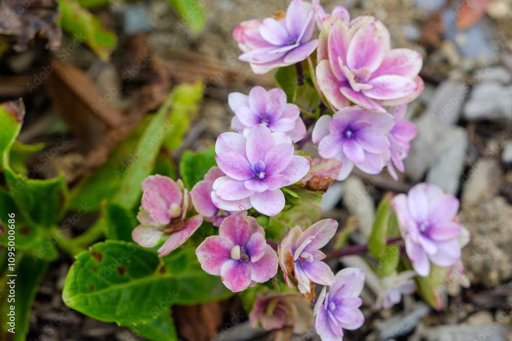 Fototapeta premium 淡いピンク色の紫陽花