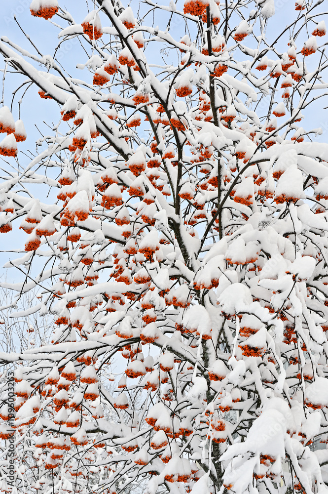 a tree heavily laden with snow, accentuating clusters of bright orange berries a tree heavily laden with snow, accentuating clusters of bright orange berries