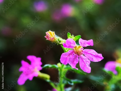 close up of a flower in pink purple colour