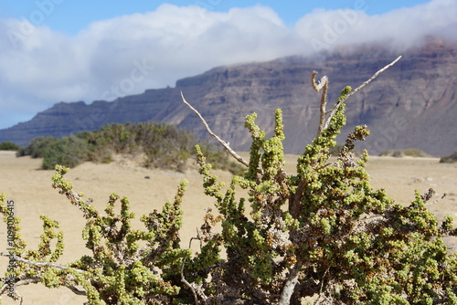 View on Famara cliffs from La Graciosa, canary islands, lanzarote, volcanic rocks, november 2024, holiday, nature, mountain, volcanic island, caleta del sebo photo