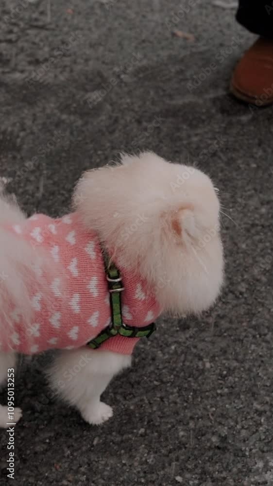 little pomeranian outside in winter on a walk. Cute little dog in a pink sweater with hearts playing in the snow. Spending time with little friends on Christmas holidays little pomeranian outside in winter on a walk. Cute little dog in a pink sweater with hearts playing in the snow. Spending time with little friends on Christmas holidays
