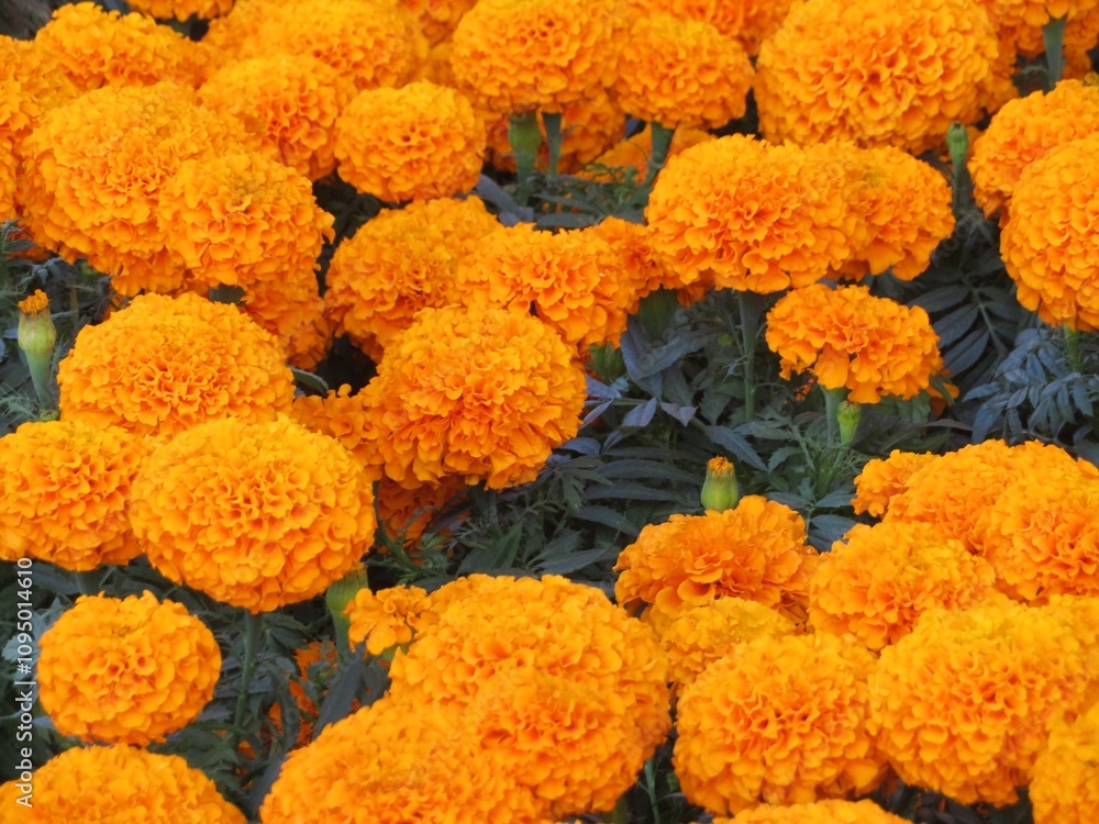 orange marigold flowers- cempasuchil in Mexico orange marigold flowers- cempasuchil in Mexico
