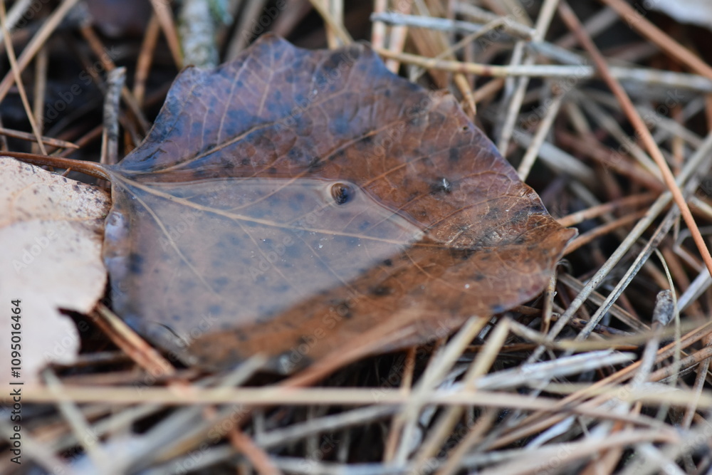 rain water in brown leaf closeup on pine needles rain water in brown leaf closeup on pine needles