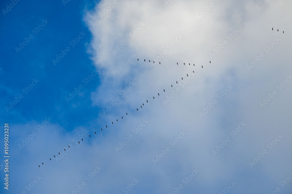 Vogelzug, Herbst, Himmel, Wolken, Gänse, Kraniche Vogelzug, Herbst, Himmel, Wolken, Gänse, Kraniche