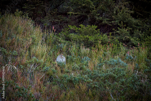 Photography a hazelgrouse female on a mountain meadow at a autumn day