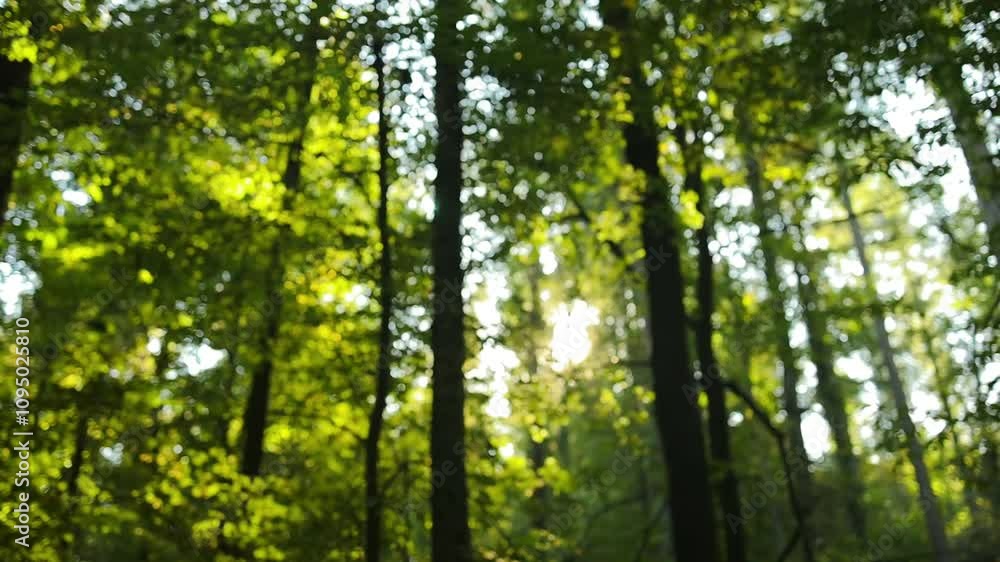 Panorama of a green forest of deciduous trees with the sun casting its rays of light through the foliage. High quality FullHD footage Panorama of a green forest of deciduous trees with the sun casting its rays of light through the foliage. High quality FullHD footage