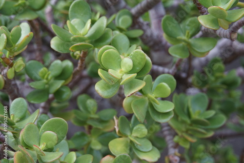 Jade plant, Lanzarote, November 2024, succulent, tropical plant, spain, canary islands, juicy leaf, flower plant photo